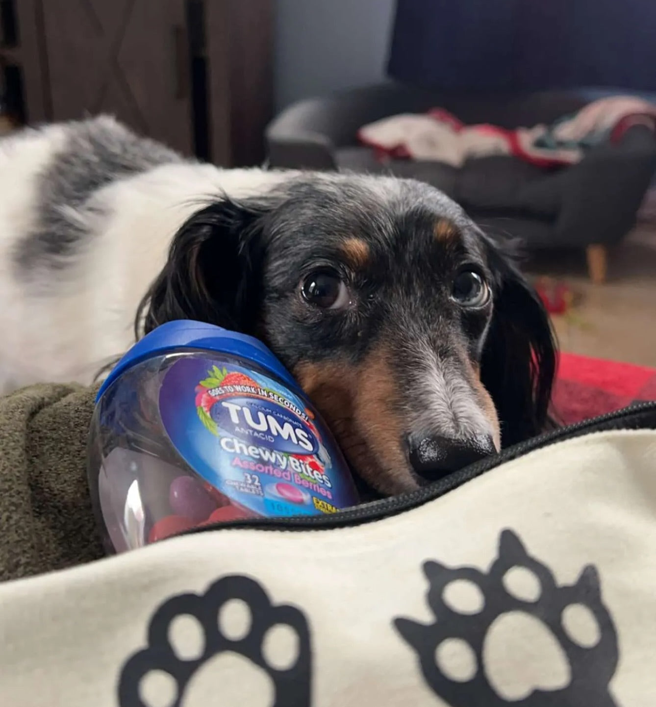 TUMS Chewy Bites | Extra Strength